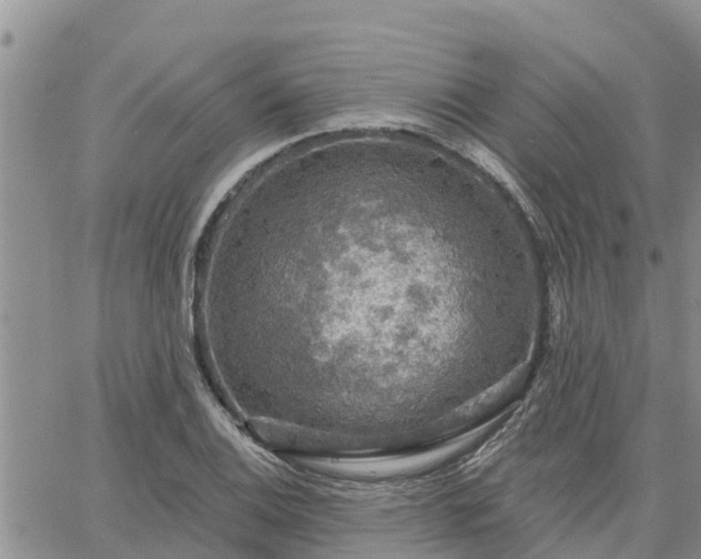 X0000064741124200602171700