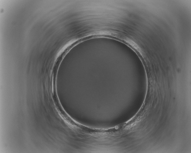 X0000064741127200602171700