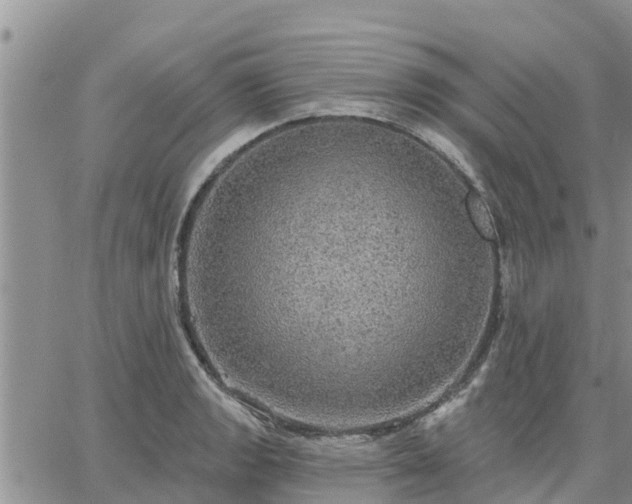 X0000064741133200602171700