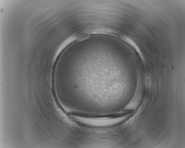 X0000064741138200602171700