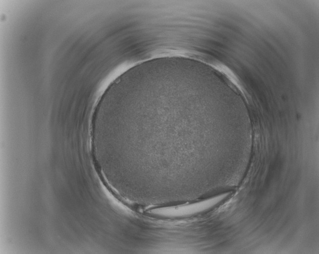 X0000064741143200602171700