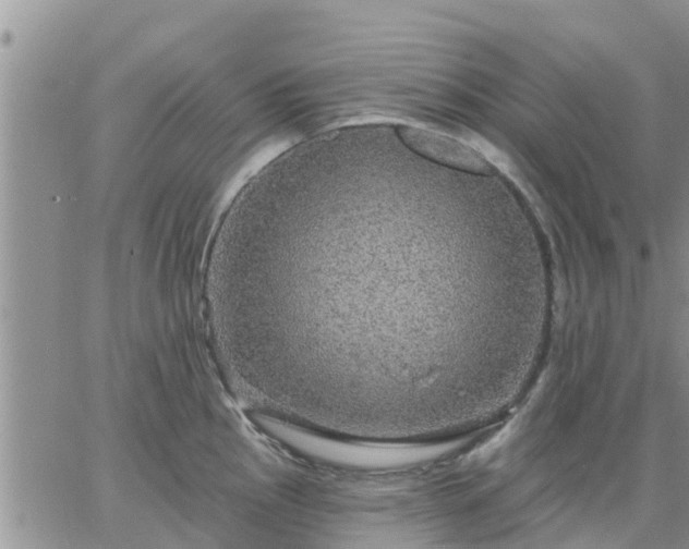 X0000064741145200602171700