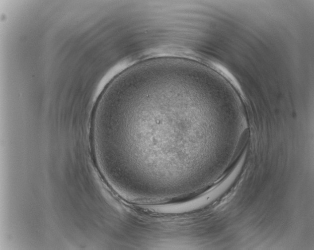 X0000064741146200602171700