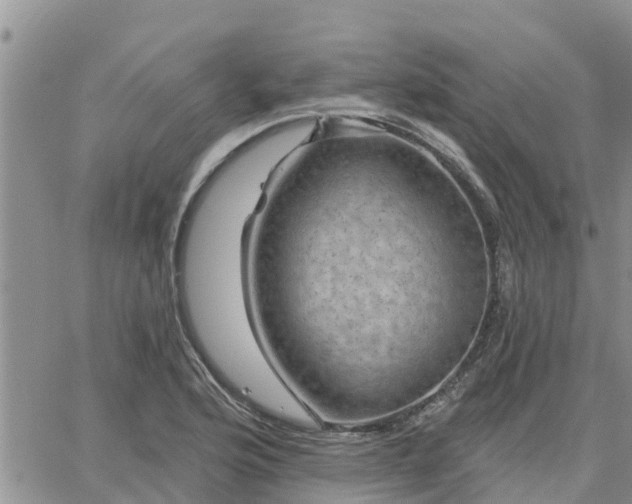 X0000064741176200602171659