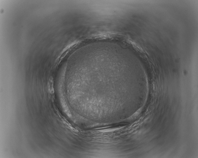 X0000064741206200602171658