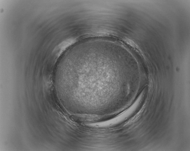 X0000064741210200602171658