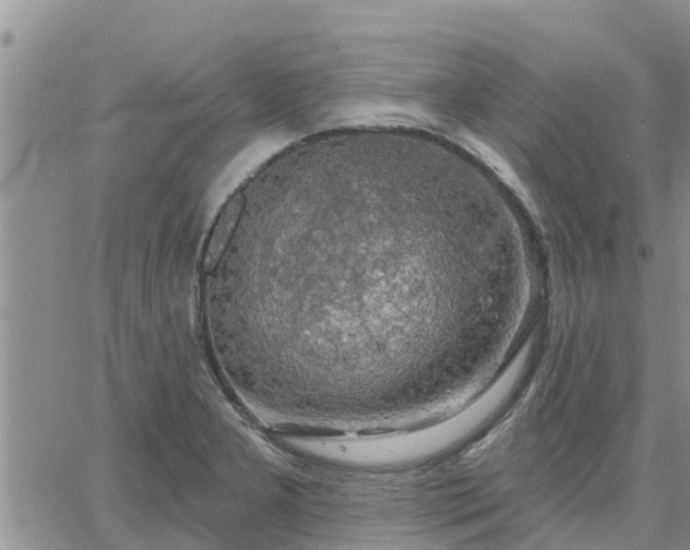 X0000064741277200602171658