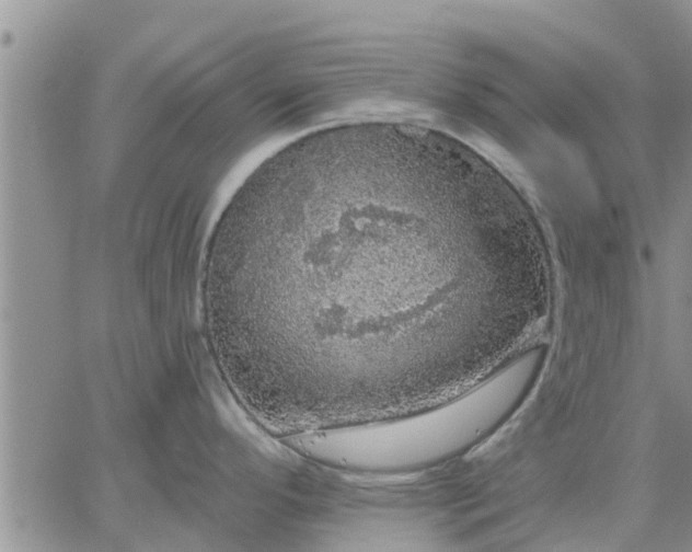 X0000064741296200602171657