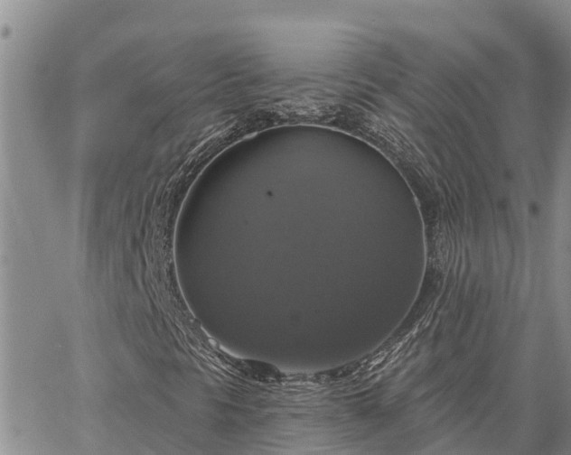 X0000064741297200602171657