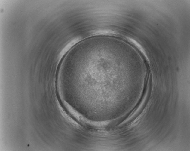 X0000064741330200602171657