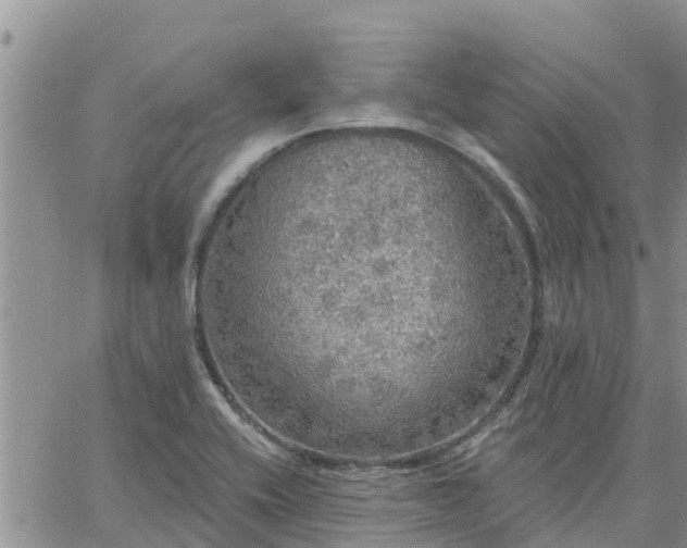 X0000064741416200602171655