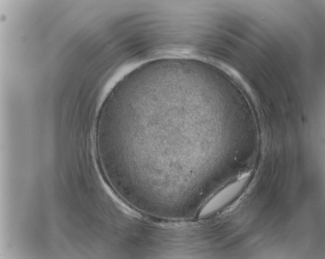 X0000064741432200602171656