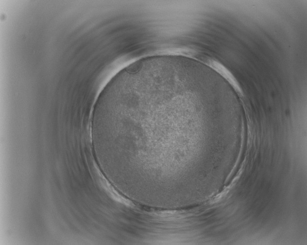 X0000064741436200602171656