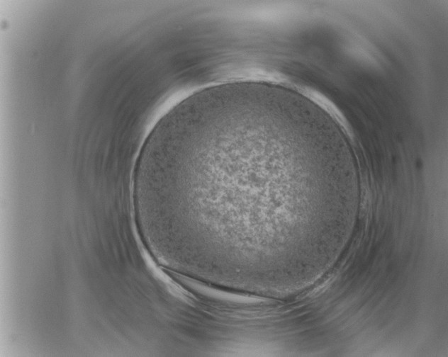 X0000064741439200602171656