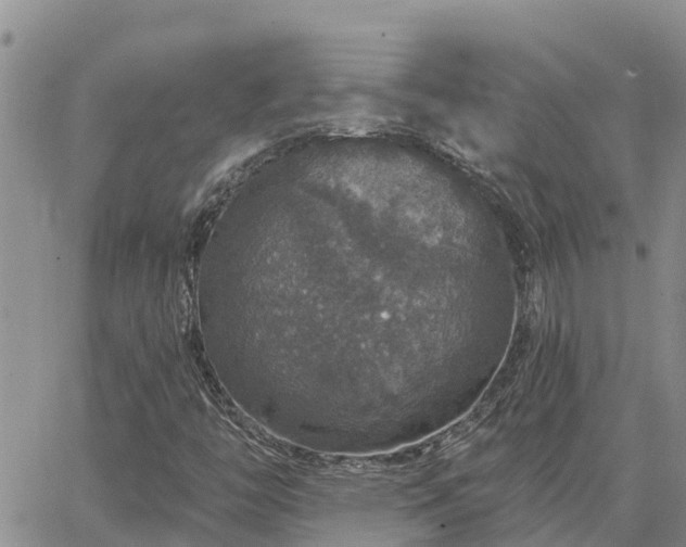 X0000064741446200602171655