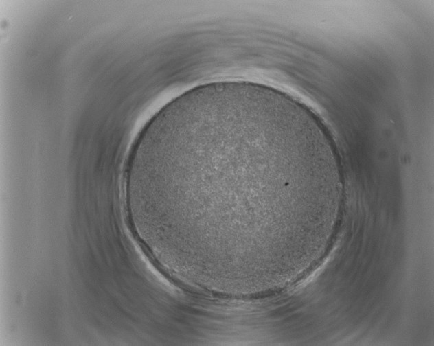 X0000064741517200602171654