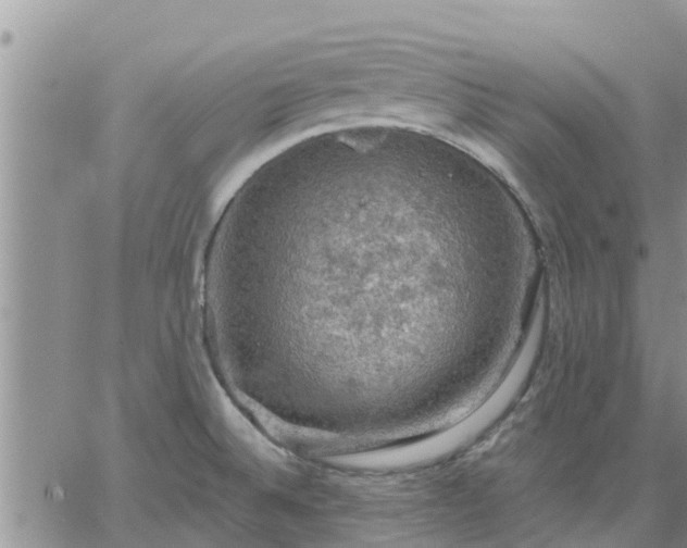 X0000064741524200602171654