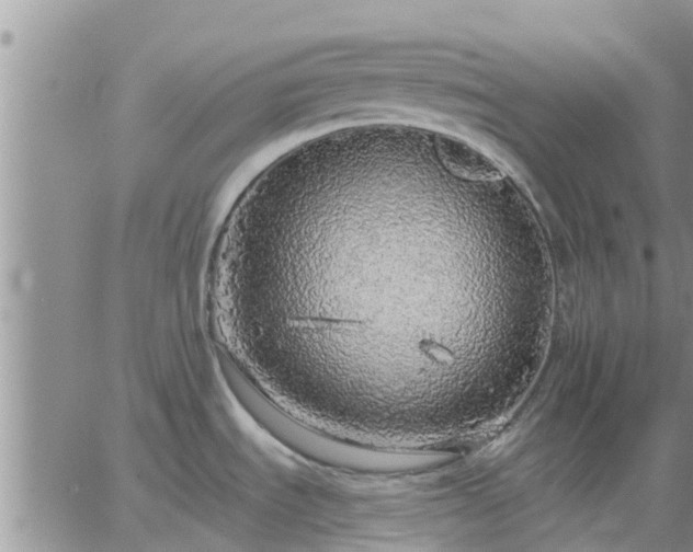 X0000064741535200602171654