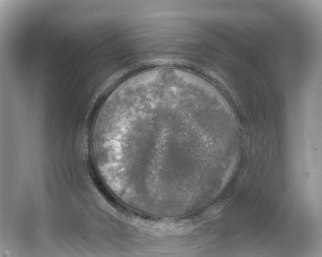 X0000064740016200602241815