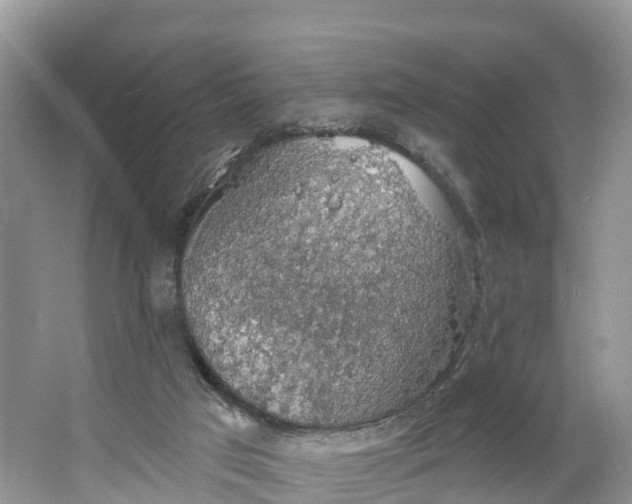 X0000064740017200602241815