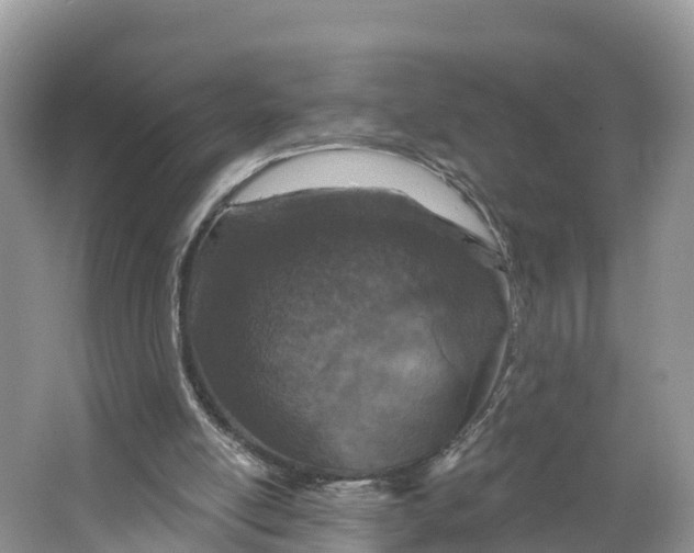 X0000064740054200602241813