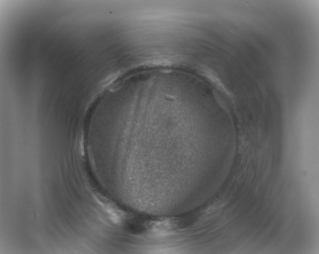 X0000064740068200602241813