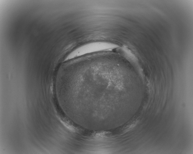 X0000064740072200602241813