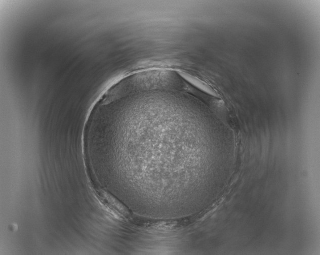 X0000064740148200602241810