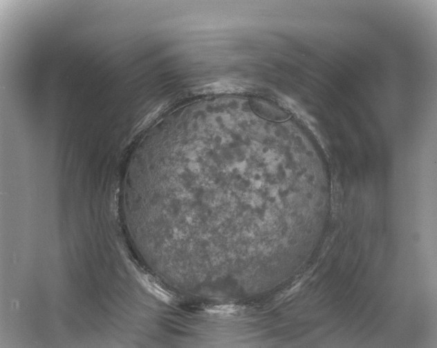 X0000064740153200602241810