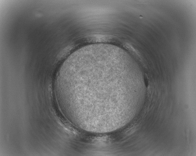 X0000064740306200602241807