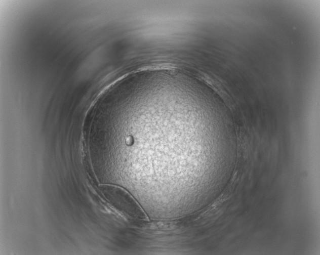 X0000064740338200602241805