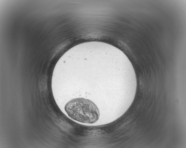 X0000064740396200602241805