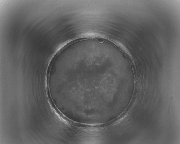 X0000064740839200602241754