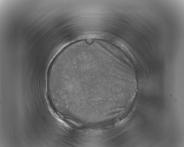 X0000064740844200602241754