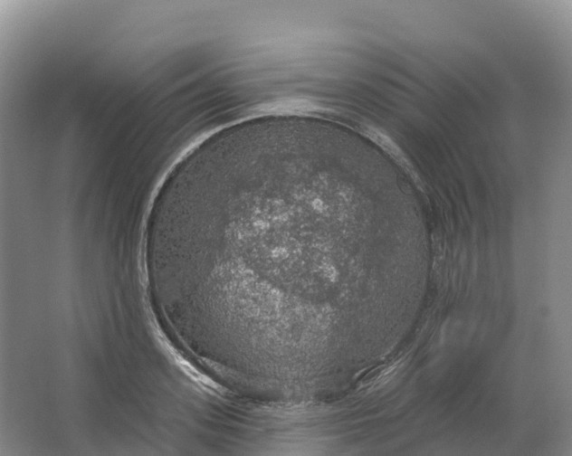 X0000064740939200602241751