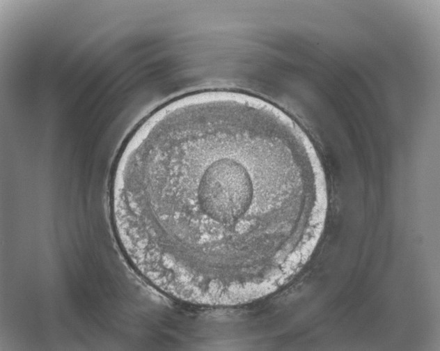 X0000064740950200602241752