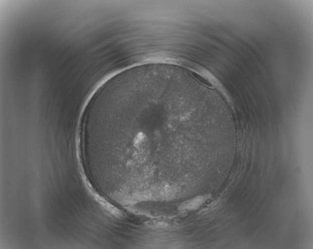 X0000064740955200602241752