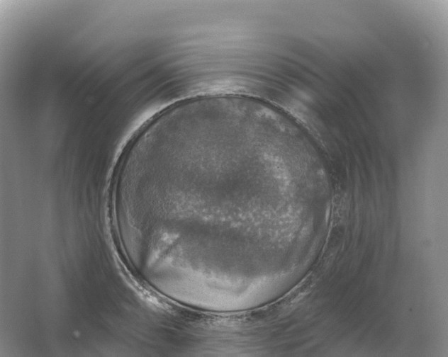 X0000064741086200602241748