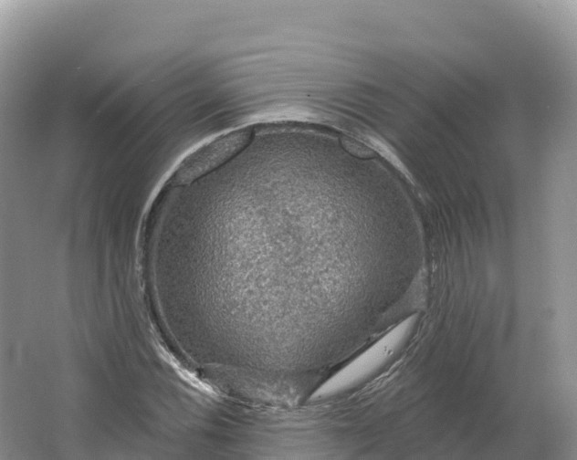 X0000064741116200602241746