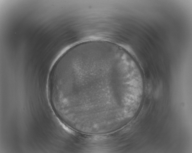 X0000064741294200602241742