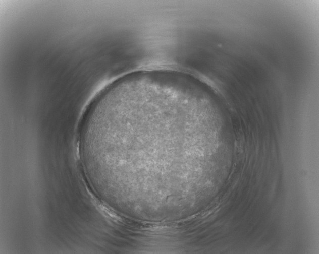 X0000064741462200602241738