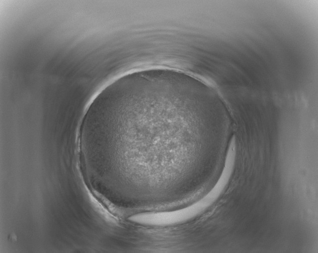 X0000064741524200602241737