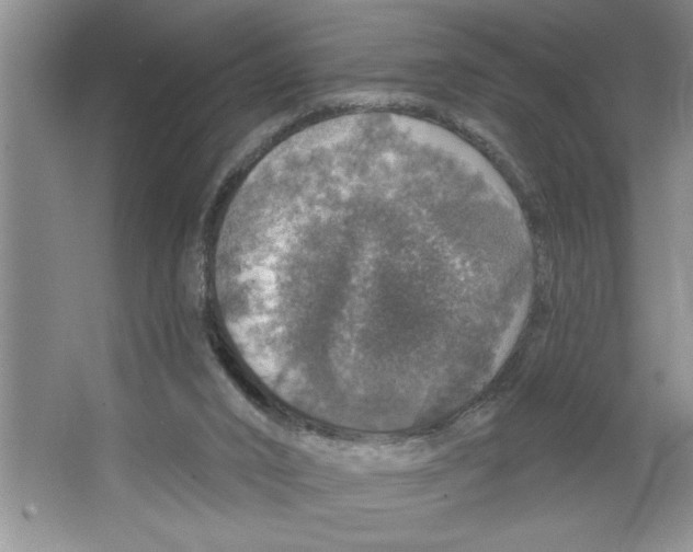 X0000064740016200603031719