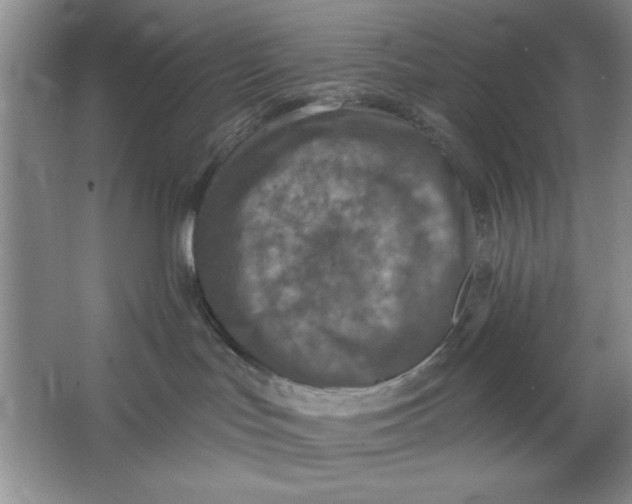 X0000064740047200603031719