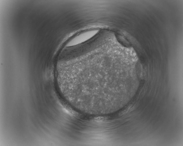 X0000064740064200603031718