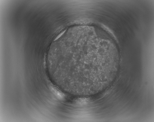 X0000064740065200603031718