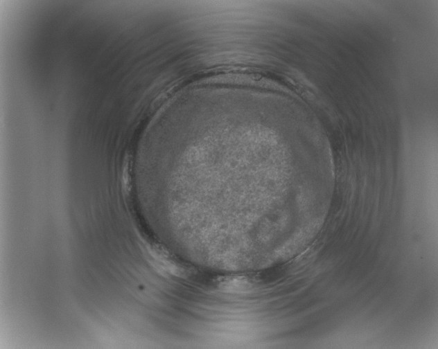 X0000064740074200603031718