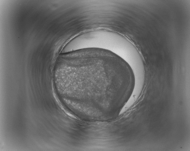 X0000064740097200603031718