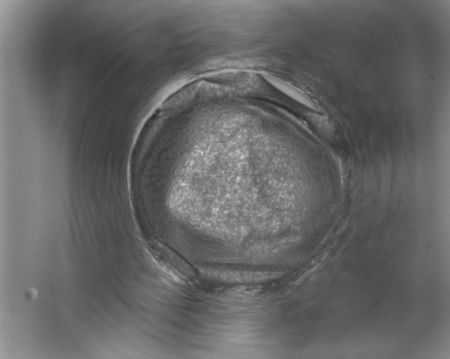 X0000064740148200603031716