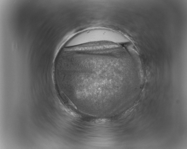 X0000064740152200603031716